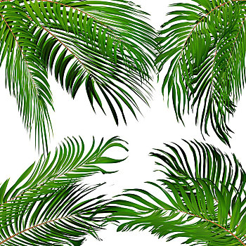绿色,棕榈叶,矢量,背景,插画