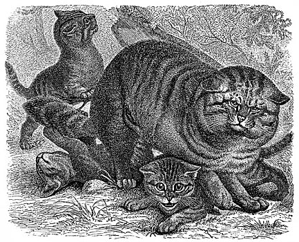 历史,插画,野猫科动物,斑貓,19世纪,百科全书