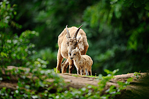 阿尔卑斯野山羊,羱羊,鹿,巴伐利亚,德国,欧洲