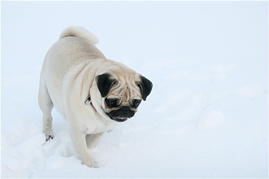 哈巴狗,雪中