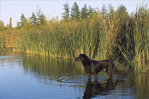 黑色拉布拉多犬,狗,站立,浅,湿地,水