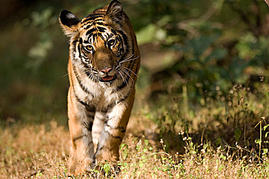 孟加拉虎,虎,走,班德哈维夫国家公园,中央邦,印度