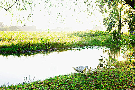 鸭子,小鸭子,靠近,水塘
