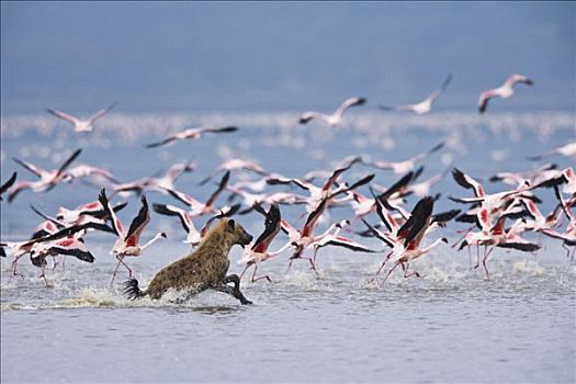 斑鬣狗,追逐,小红鹳,成群,纳库鲁湖,大裂谷,肯尼亚