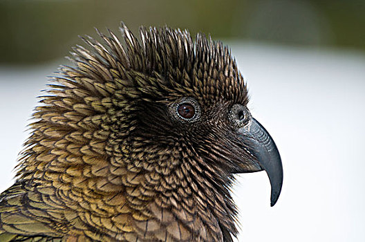食肉鹦鹉,啄羊鹦鹉,侧面,新西兰