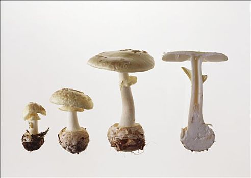 四个,黄色,死亡,帽,蘑菇
