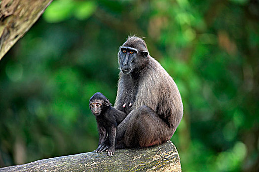 短尾猿,成年,女性,与宝贝在一起,坐,原木,俘获