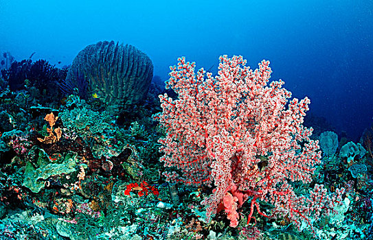 珊瑚礁,软珊瑚,低等腔肠动物,科莫多国家公园,印度洋,印度尼西亚