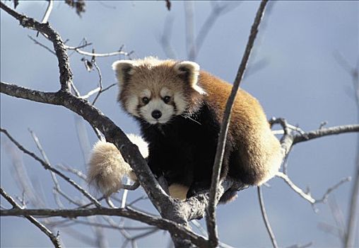 小猫熊,小熊猫,熊猫,中心,卧龙,喜马拉雅山,中国,亚洲