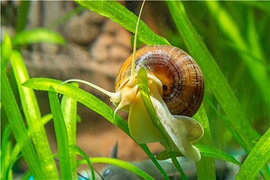 蜗牛,爬行,叶子,水族箱,植物