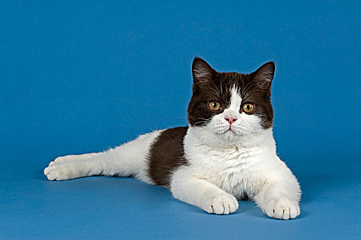 英国短毛猫,猫,5个月,巧克力,白色,双色
