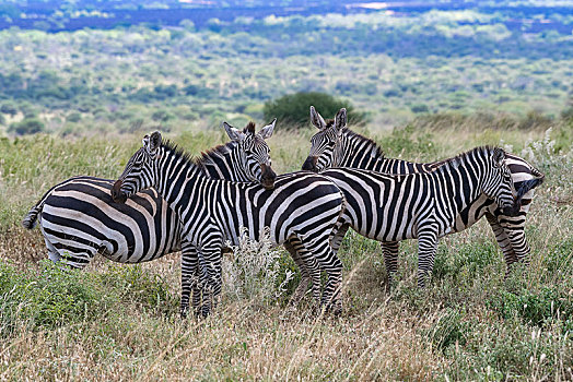 斑马,马,群,看,西察沃国家公园,肯尼亚,非洲