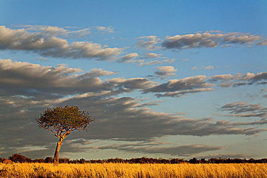 一个,伞,刺,刺槐,日落,马塞马拉野生动物保护区,肯尼亚