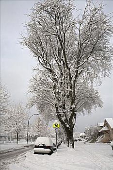 积雪,地皮,指示,灰色,不列颠哥伦比亚省,加拿大