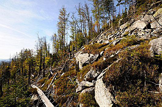 风景,枯木,秋天,树皮,甲虫,巴伐利亚森林,巴伐利亚,德国