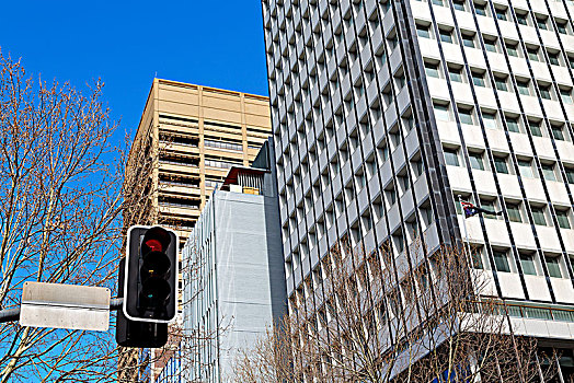 澳大利亚,悉尼,红绿灯,背景,城市