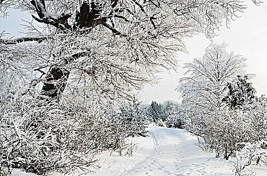 冬季风景,靠近,巴登符腾堡,德国