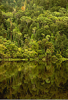树,反射,水上,戈登,河,斯特拉恩地区,塔斯马尼亚,澳大利亚
