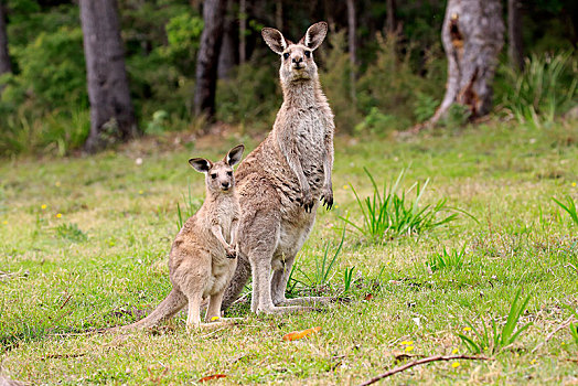 大灰袋鼠,灰袋鼠,成年,女性,小动物,国家公园,新南威尔士,澳大利亚,大洋洲