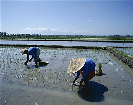 农民,种植,稻米,稻田,巴厘岛,印度尼西亚