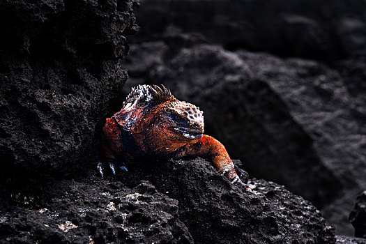 鬣蜥蜴,黑色背景,石头