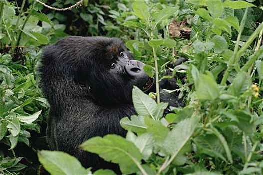 山地大猩猩,大猩猩,维龙加山,北方,边界,卢旺达,刚果,乌干达