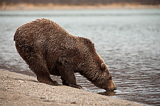 大灰熊,棕熊,喝,卡特麦国家公园,阿拉斯加