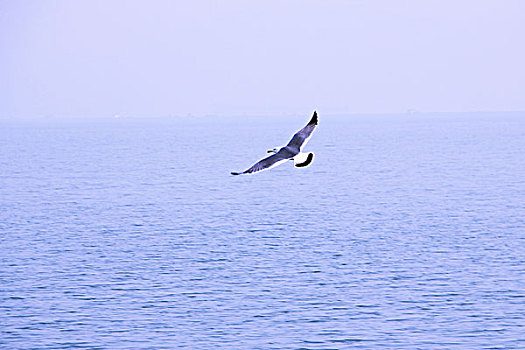 水面上飞着的鱼鹰
