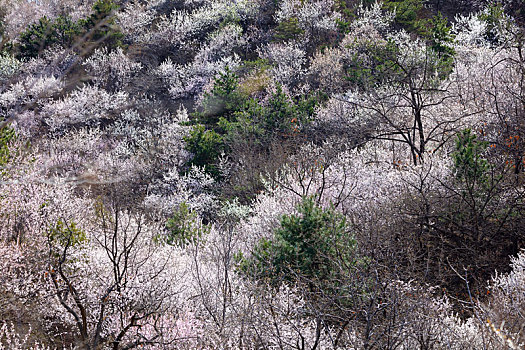 山花烂漫,怀柔黄花城