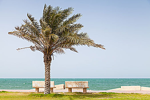 棕榈树,海岸,波斯湾,沙特阿拉伯