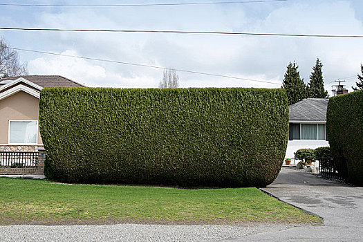 树篱,正面,房子,三角洲,不列颠哥伦比亚省,加拿大
