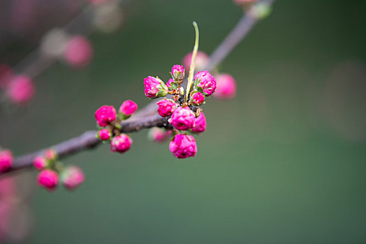 济南百花公园的各种花儿