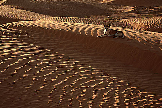 突尼斯,撒哈拉沙漠