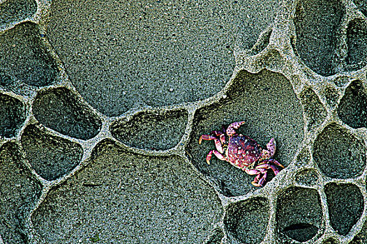 螃蟹,砂岩,小湾,不列颠哥伦比亚省,加拿大