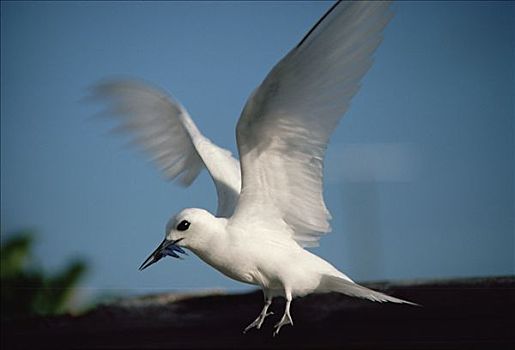 白燕鸥,降落,进食,幼禽,夏威夷,背风群岛