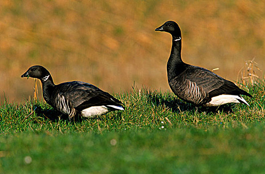 鹅,黑雁,一对,站立,草地