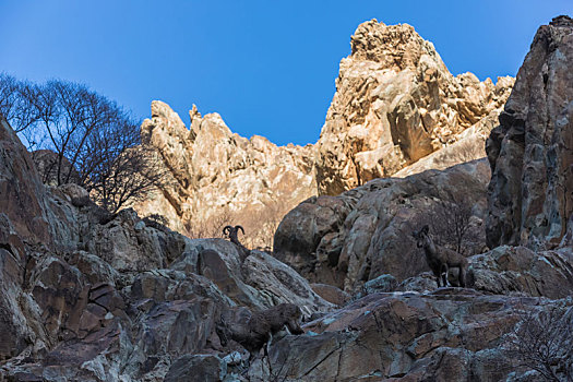 岩羊,贺兰山岩羊,岩壁精灵,崖羊,石羊,青羊