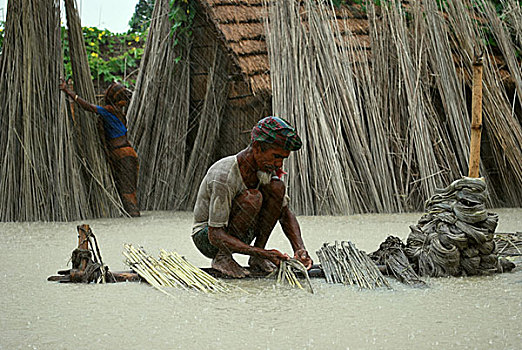 农民,脱,黄麻纤维,纤维,困难,延迟,雨,价格,彩色,湿透,孟加拉,九月,2009年