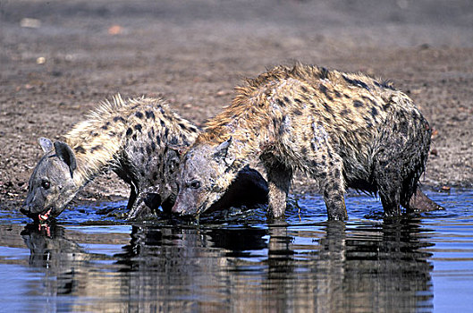博茨瓦纳,乔贝国家公园,斑鬣狗,水中,洞,萨维提,湿地