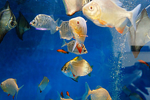 鲳鱼在水族馆里游动