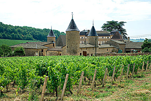 葡萄园,夏瑟拉葡萄,城堡,14世纪,酒乡,勃艮第,法国