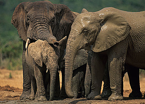非洲象,家庭,群,阿多大象国家公园,南非,非洲