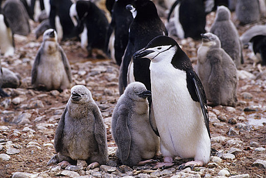南极,南乔治亚,帽带企鹅,生物群,企鹅
