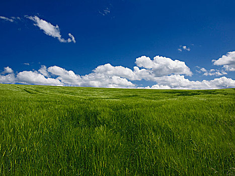 绿色,小麦,蓝天
