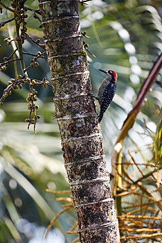 啄木鸟,橡树啄木鸟,棕榈树,住宿,北方,哥斯达黎加