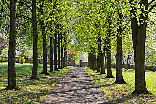 酸橙树,道路,城市公园,巴登符腾堡,德国