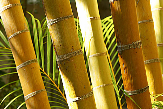 竹子,茎,昆士兰,澳大利亚