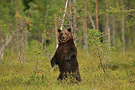 褐色,熊,站立,芬兰,欧洲