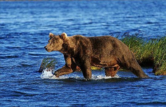 棕熊,涉水,湖,卡特麦国家公园,阿拉斯加