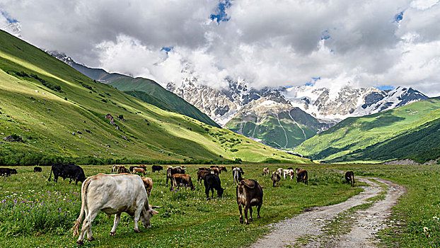 山地,风景,黑白,母牛,放牧,乔治亚